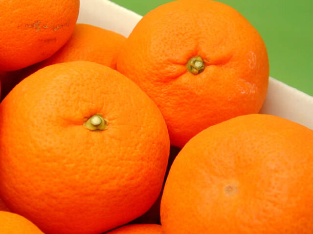 栗山園の有田みかん宮川早生