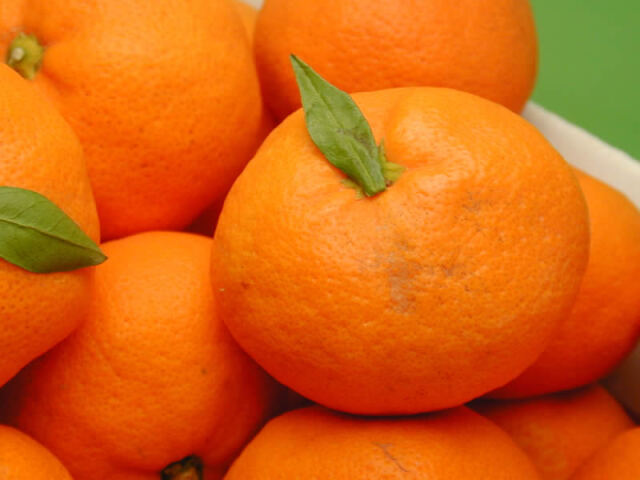 栗山園の有田みかん宮川早生