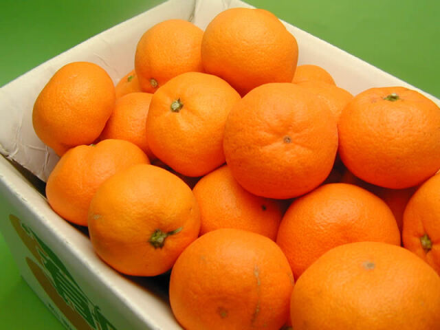 栗山園の有田みかん宮川早生