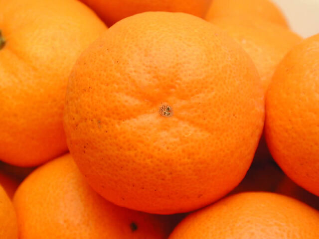 栗山園の有田みかん宮川早生