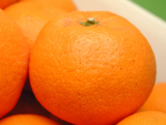 栗山園の有田みかん宮川早生