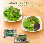 大阪公立大学植物工場レタス、リーフミックスサラダ