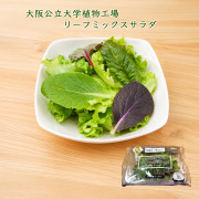 大阪公立大学植物工場レタス、リーフミックスサラダ