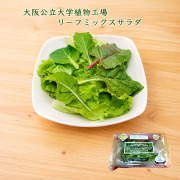大阪公立大学植物工場レタス、リーフミックスサラダ