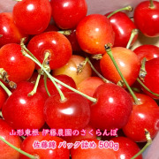 さくらんぼ佐藤錦500g