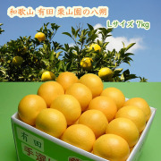 栗山園の八朔