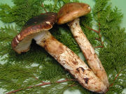 白神 工藤さんの松茸、きのこ