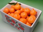 栗山園の有田みかん