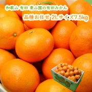 栗山園の有田みかん品種お任せ