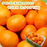 栗山園の有田みかん宮川早生