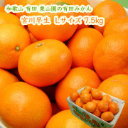 栗山園の有田みかん宮川早生