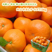 栗山園の有田みかん向山中生