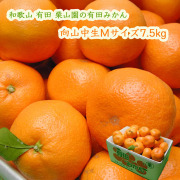 栗山園の有田みかん向山中生
