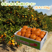 栗山園のぽんかん