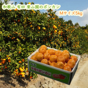 栗山園のポンカン