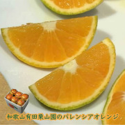 栗山園のバレンシアオレンジ2kg
