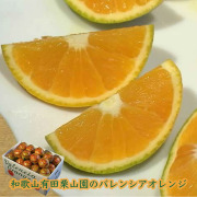 栗山園のバレンシアオレンジ