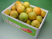 バレンシアオレンジご家庭用