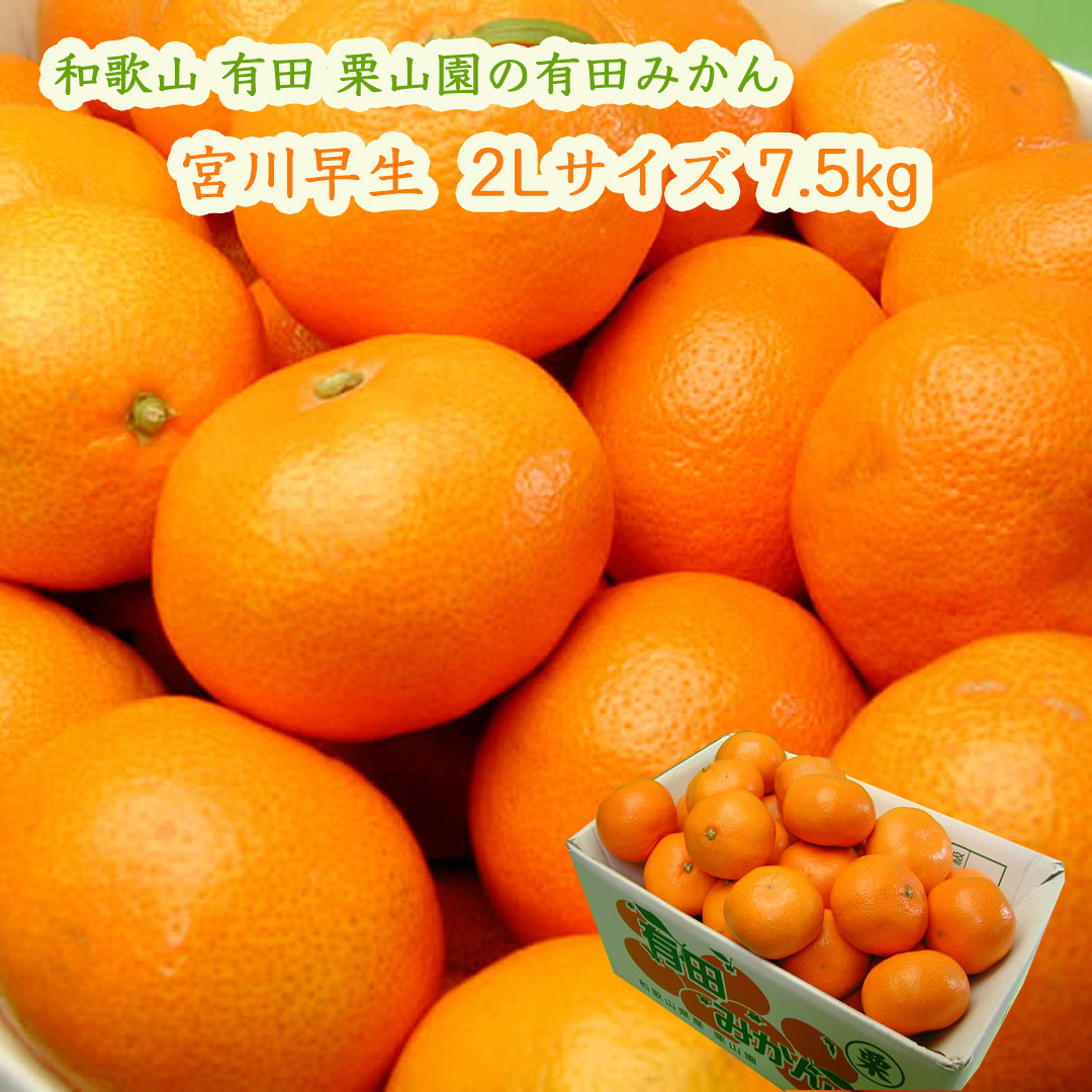 栗山園の有田みかん宮川早生