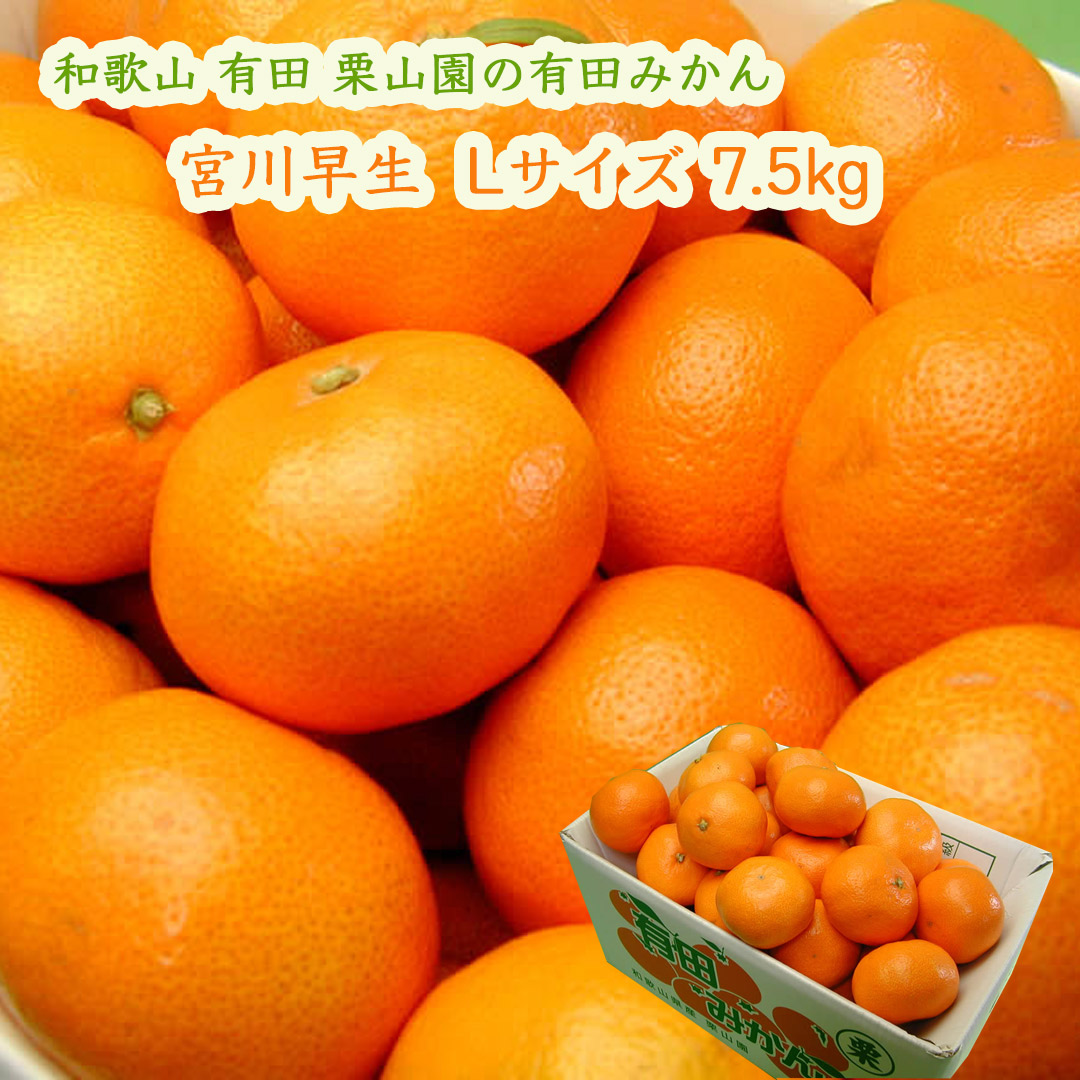 栗山園の有田みかん宮川早生