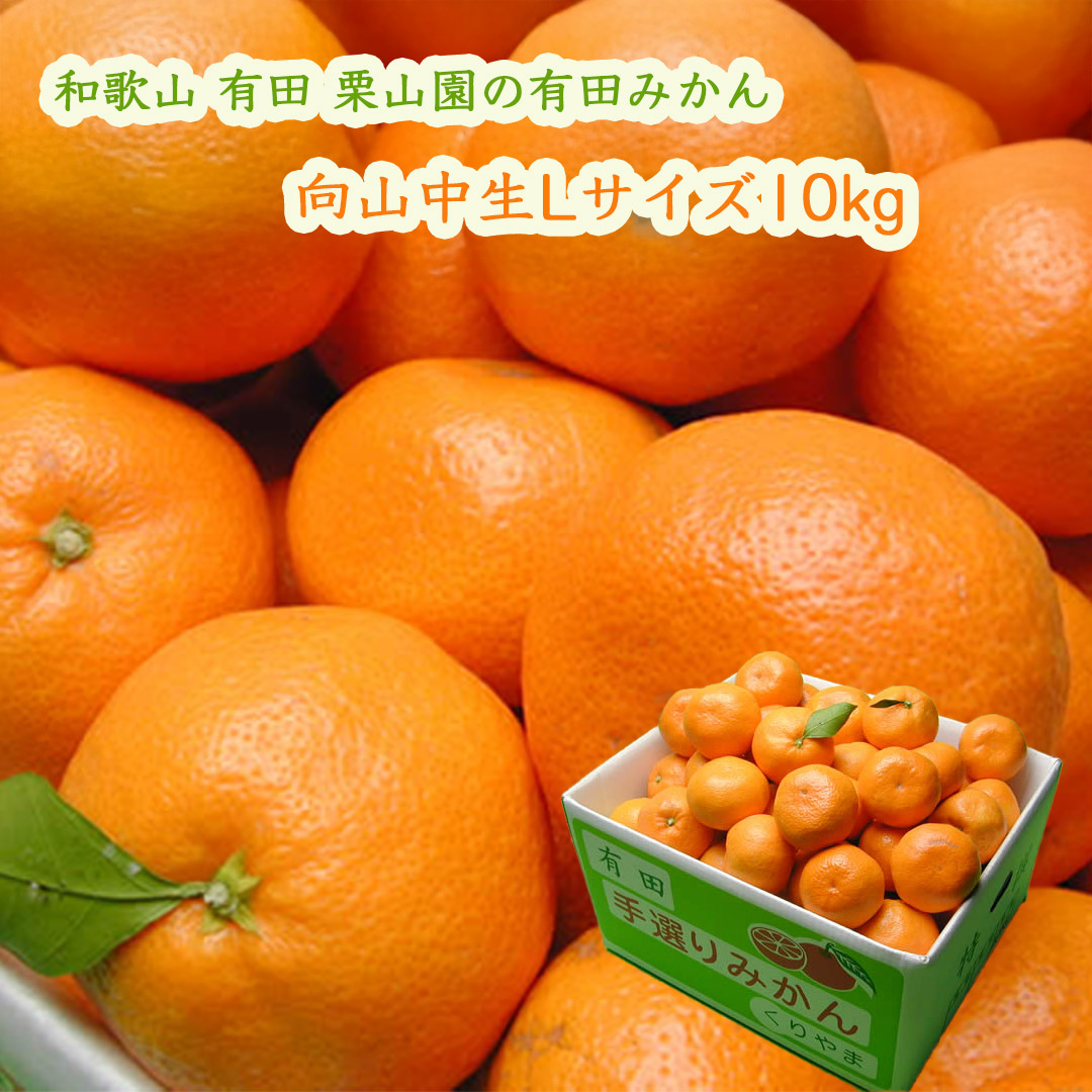 栗山園の有田みかん向山中生