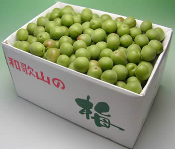 かつらぎ町の梅