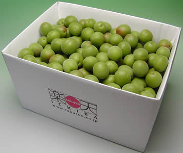 かつらぎ町の梅