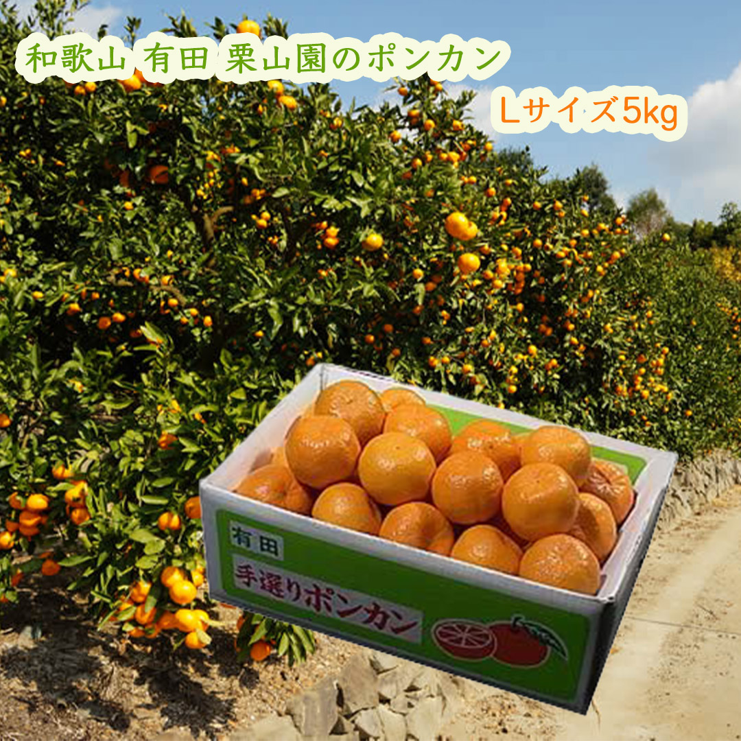 栗山園のポンカン