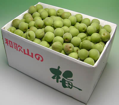 かつらぎ町の梅