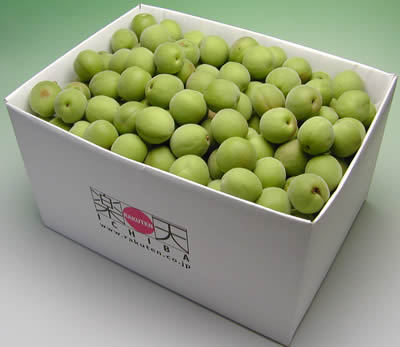 かつらぎ町の梅