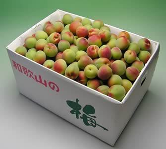 かつらぎ町の梅