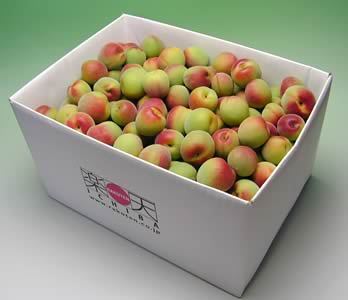 かつらぎ町の梅