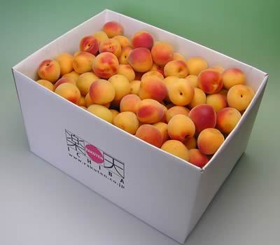 かつらぎ町の梅