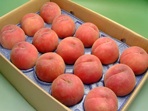 山形東根伊藤農園の桃