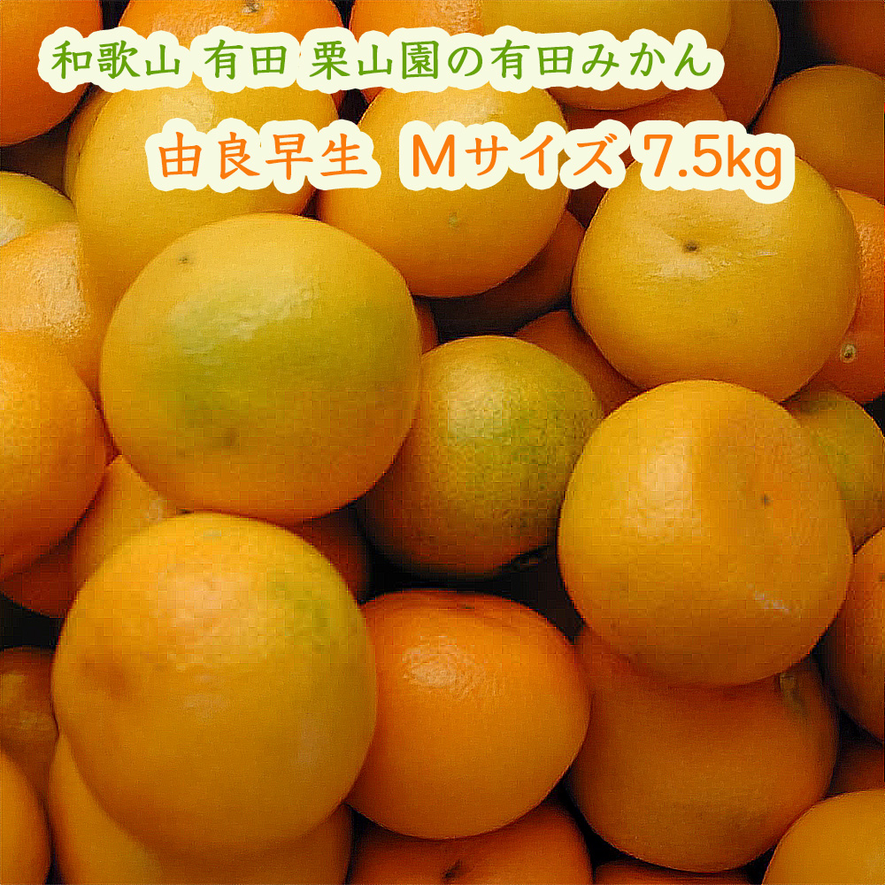 栗山園の由良早生