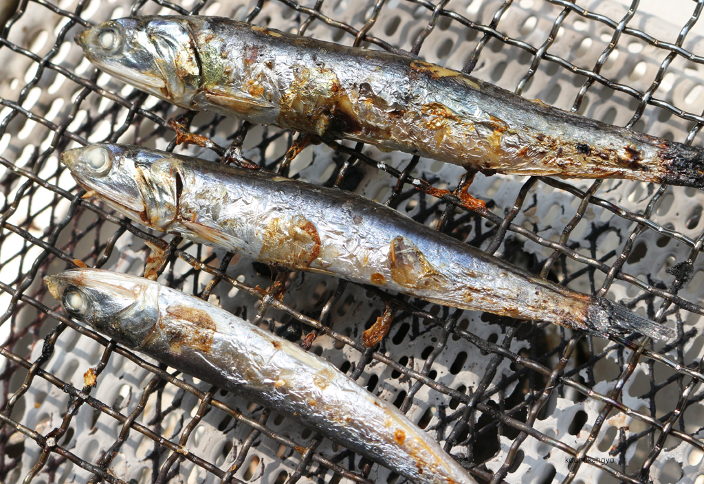 カタクチイワシ