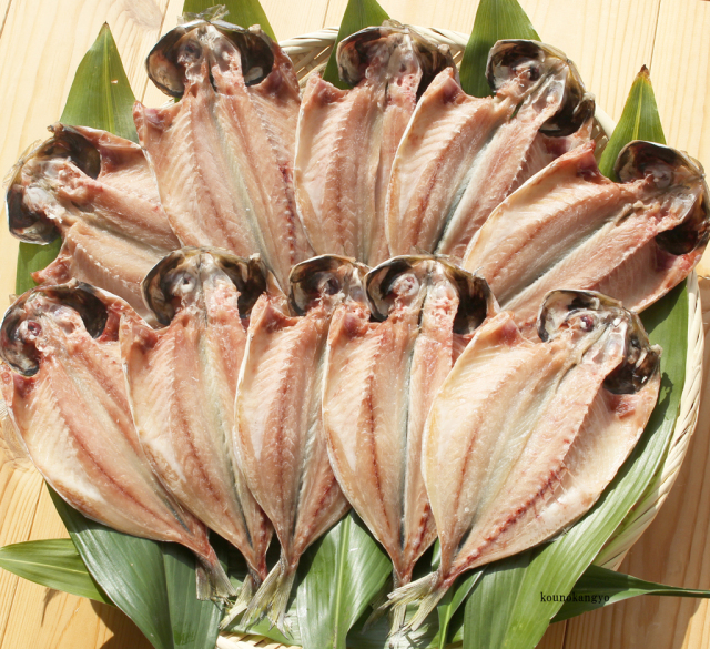 どんちっちアジ