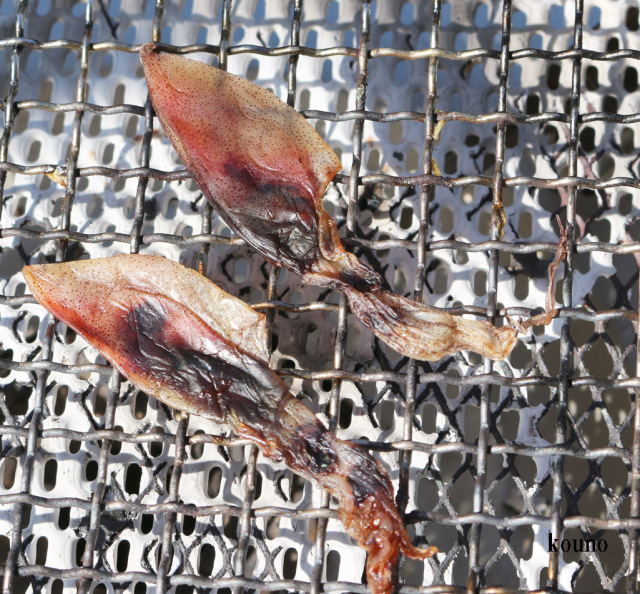 ホタルイカ魚醤