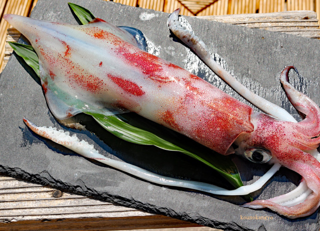 イカ鮮魚