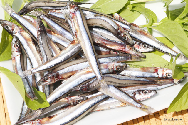 きびなご丸干し1００ｇ前後 ２０ ３０匹前後 干物専門店 河野乾魚店