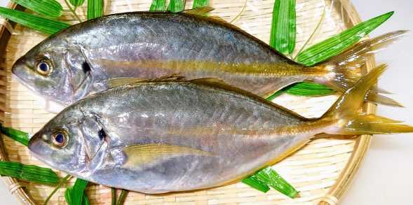 シマアジ