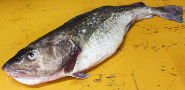 Maryjun様　　　　マダラ 真鱈（マタラ）