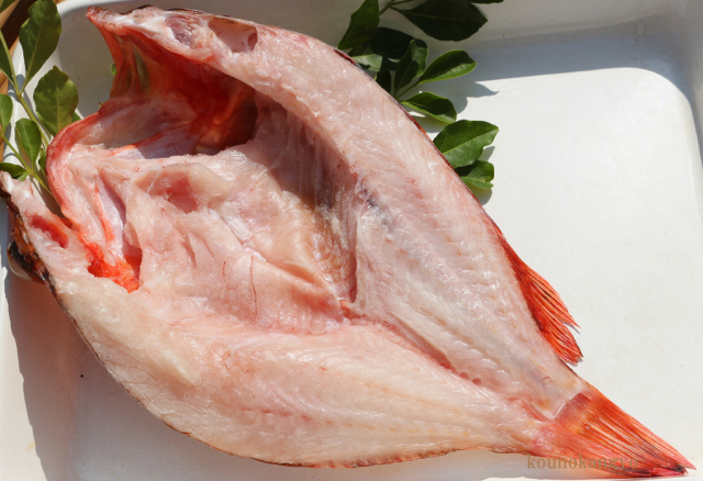 ウッカリカサゴ