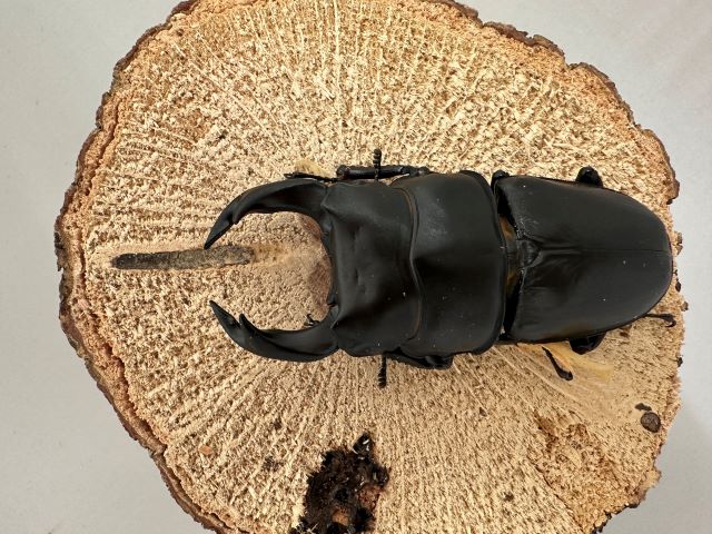 オオクワガタ♂79mm