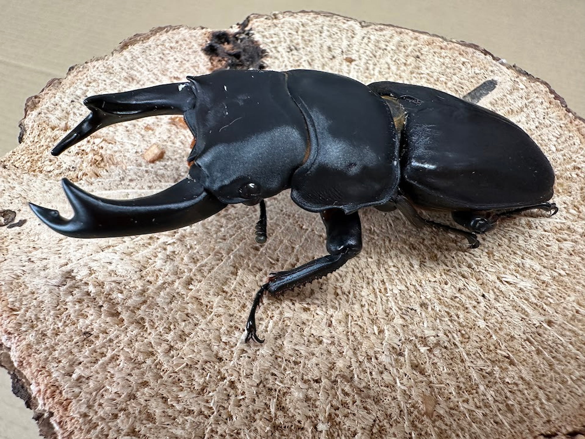 オオクワガタ８0ミリ