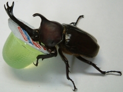 カブト虫成虫大サイズ♂30♀30入り【送料無料】