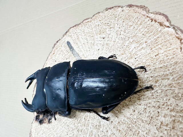 オオクワガタ８2ミリ