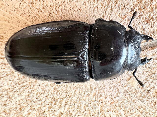 オオクワガタメス51ミリ