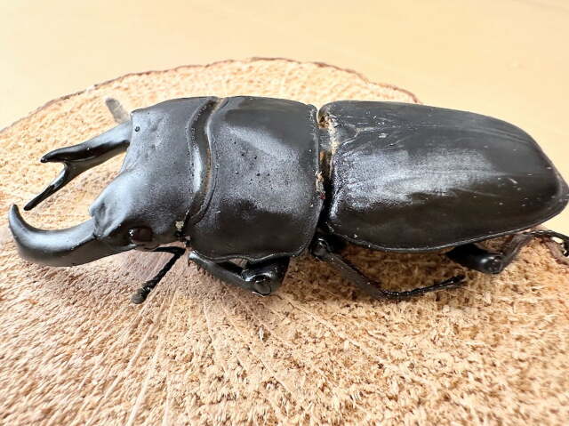 オオクワガタ79ミリ