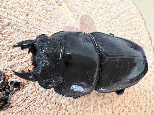 オオクワガタメス51ミリ